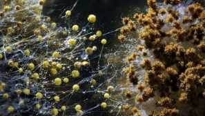 Как да преодолеем плесен в къщата